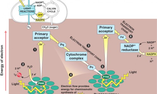 阴囊出汗粘粘的-阴囊的汗有精液味、男性阴囊出汗是什么病 -精囊下边出汗网